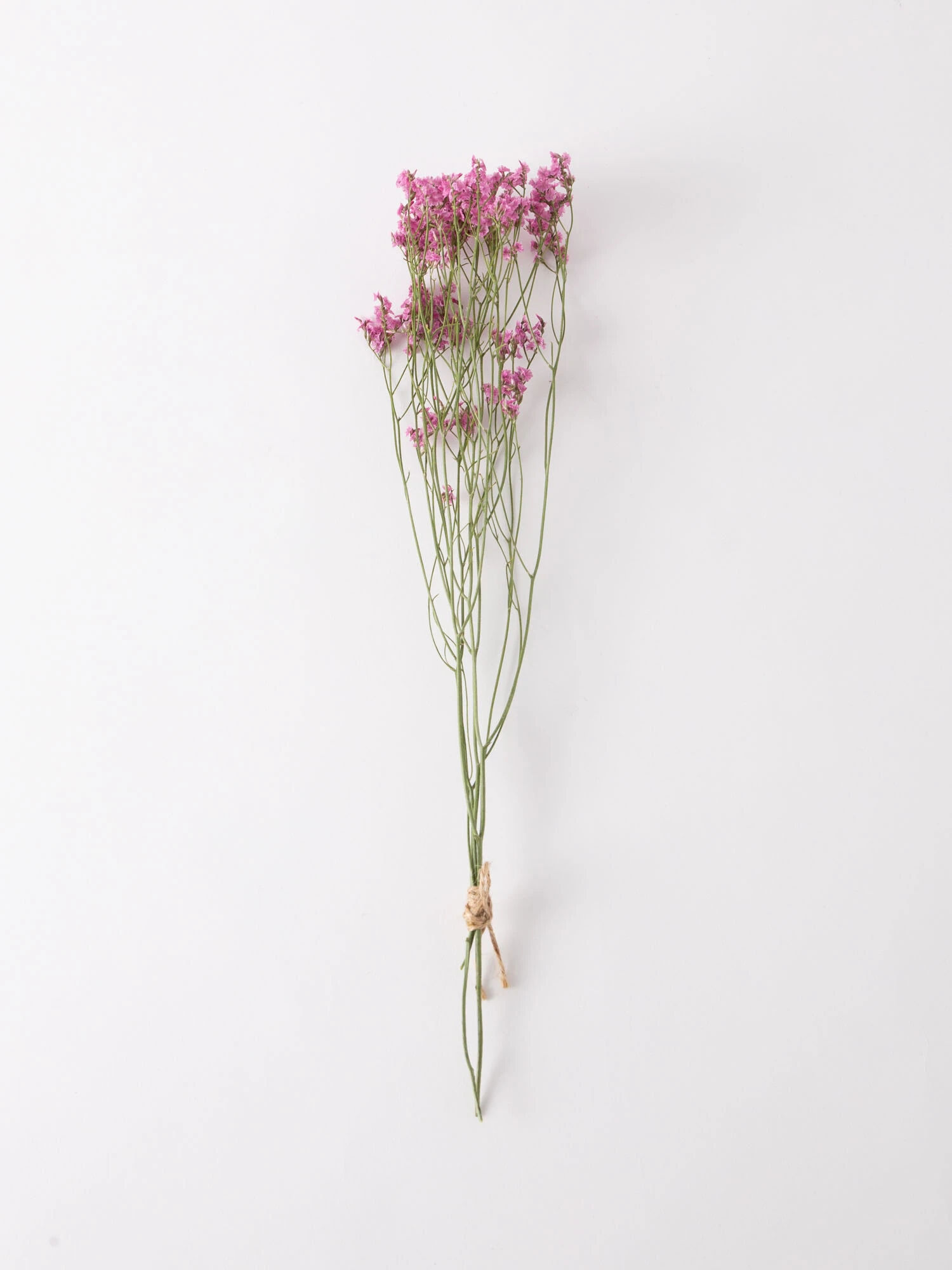 市場 スターチス アンブランシュ ホワイト