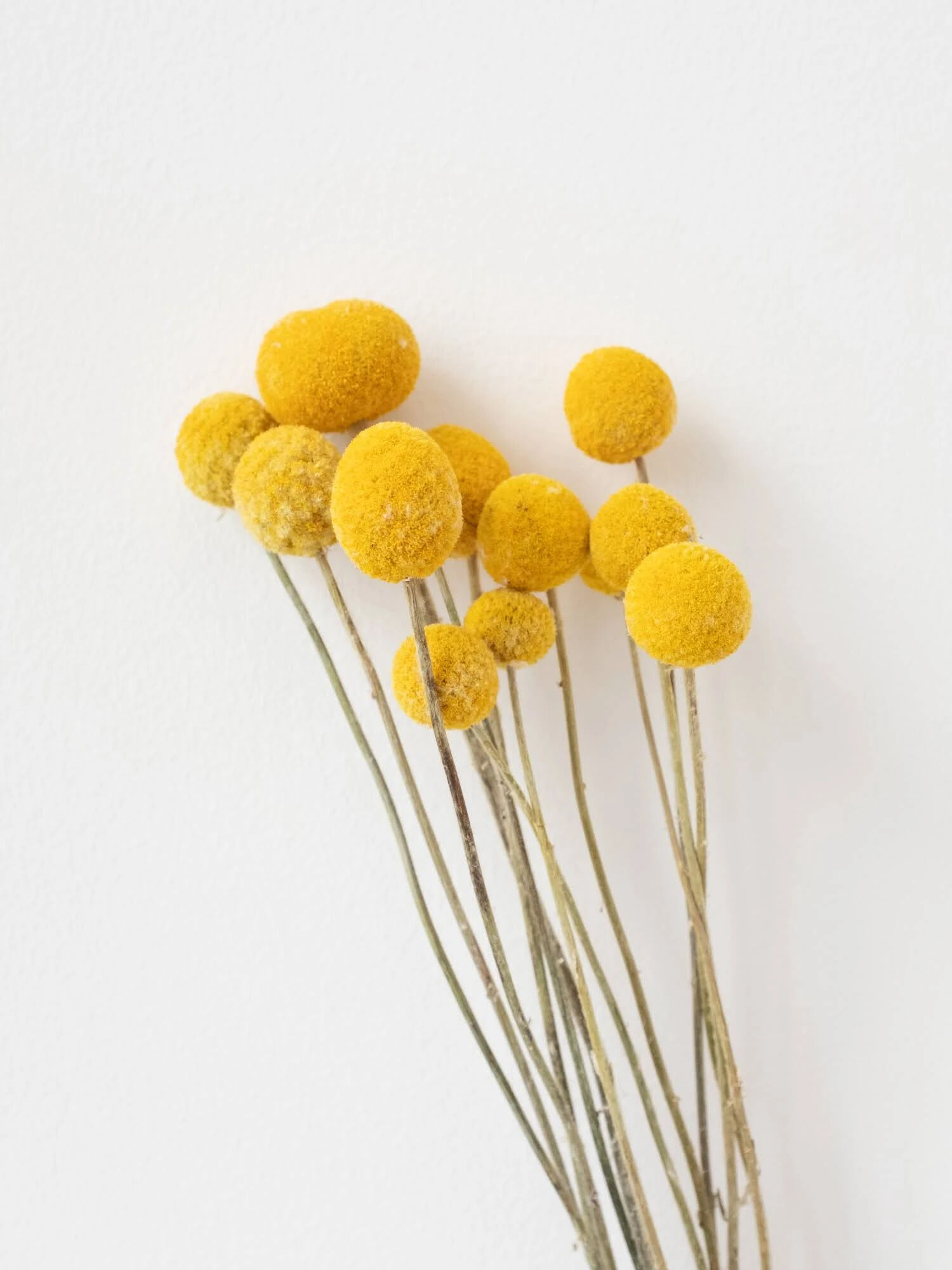 ビリーボタン イエロー ノモナキスのレディースドライフラワー Qp11zbm3510 ファッション通販のstripe Club