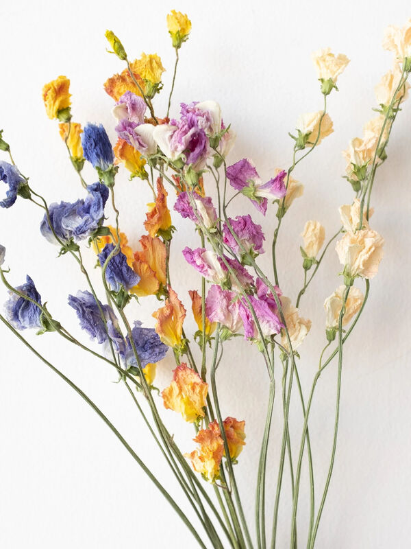 スイートピー ホワイト ピンク オレンジ ブルー ノモナキスのレディースドライフラワー Qp11zbm7210 ファッション通販のstripe Club