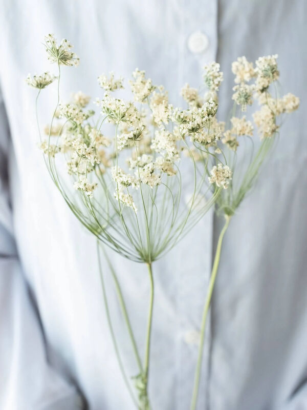 レースフラワー ホワイト ノモナキスのレディースドライフラワー Qp12zbm0210 ファッション通販のstripe Club