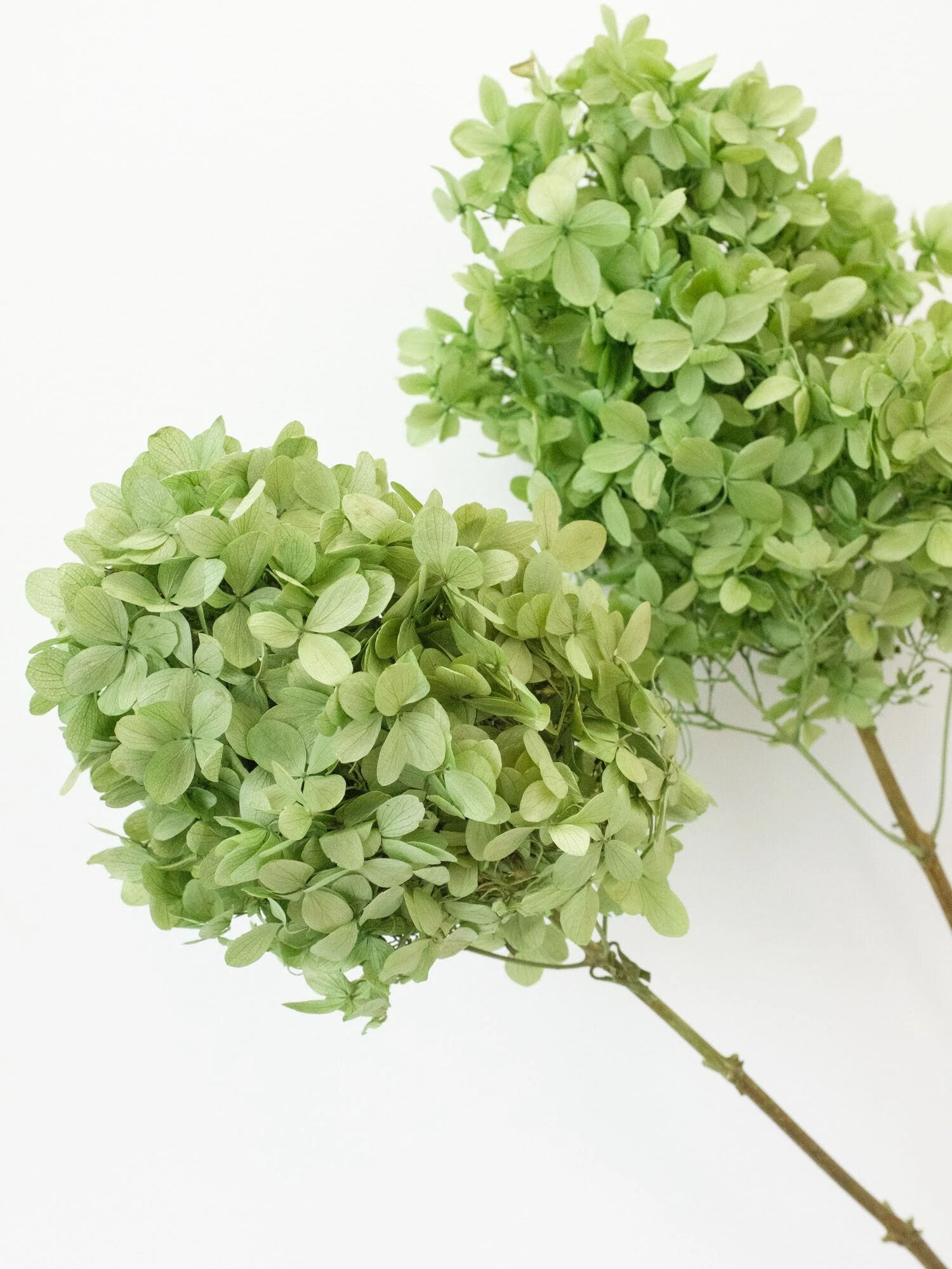 ソフトピラミッドアジサイ ステム付 ライトグリーン ノモナキスのレディースドライフラワー Qp12zbm1710 ファッション通販のstripe Club ソフトピラミッドアジサイ ステム付 ライトグリーン ノモナキスのレディースドライフラワー Qp12zbm1710 ファッション通販のstripe Club