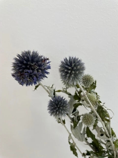 瑠璃玉アザミ