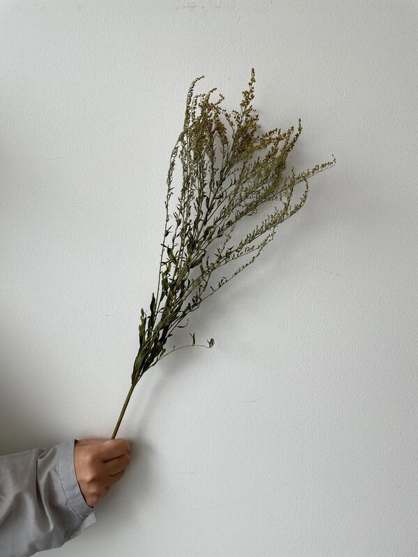 ソリダコ グリーン ノモナキスのレディースドライフラワー Qp13zbm2710 ファッション通販のstripe Club